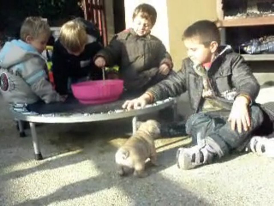 rose,bubba et eliott 6 semaines ,enka 2 mois 1/2