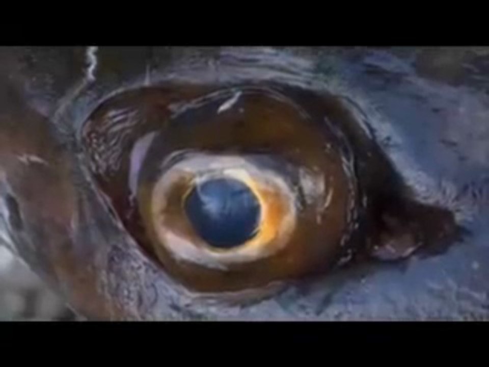 Flyfishing Europe Vol.2