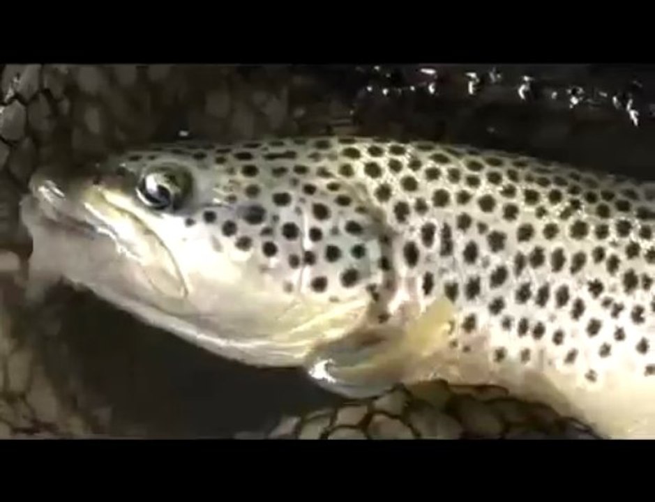 peche à la mouche dans les Pyrénées