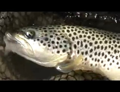 peche à la mouche dans les Pyrénées