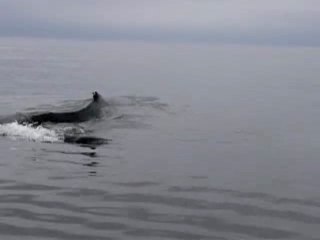 Baleine gaspesie 3