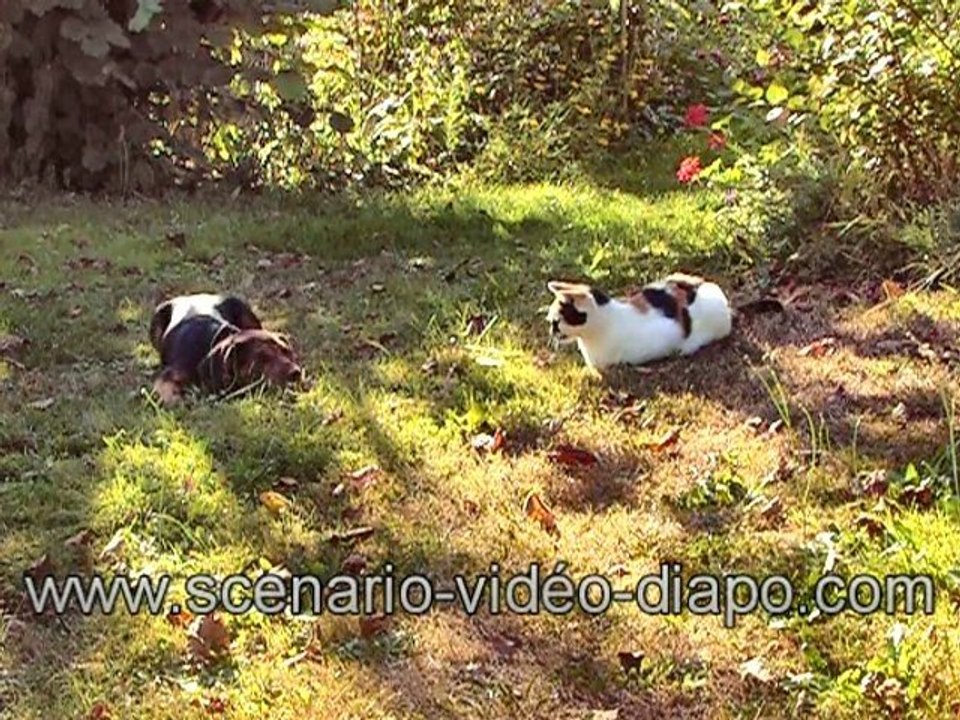 CHIEN? CHAT & TAUPE - DOG, CAT & MOLE