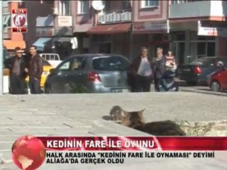 kedi fare oyunu aliağada