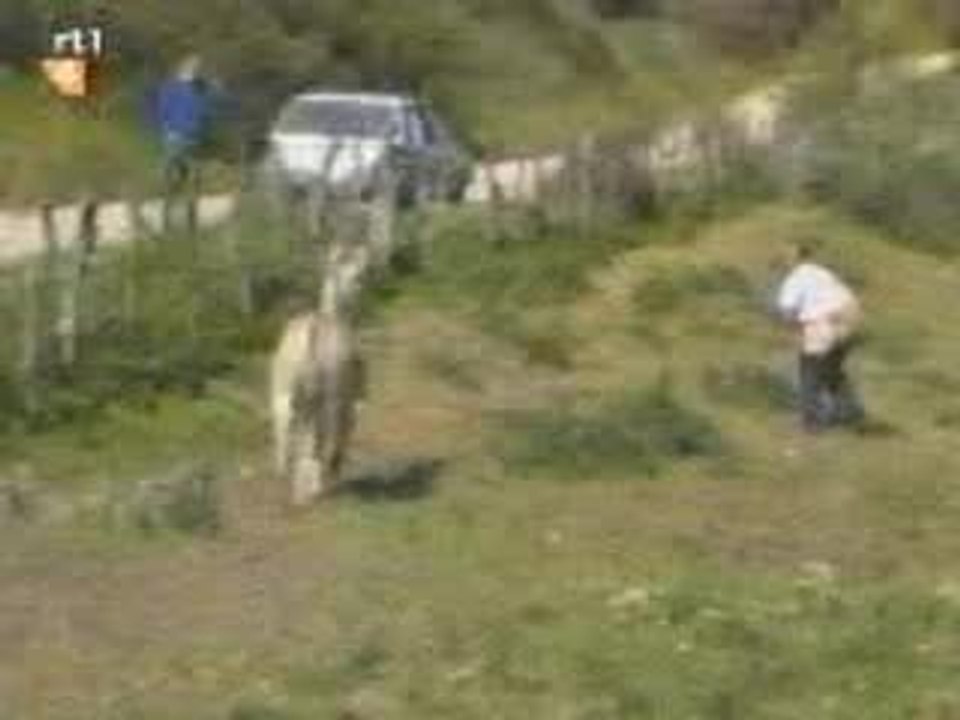 BURRO