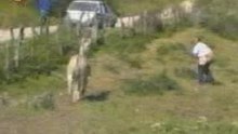 BURRO
