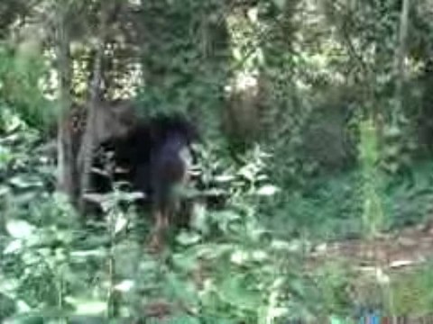 Deux chiens amoureux