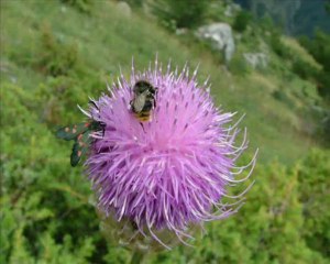Présentation du projet NATURA Nomade avant départ