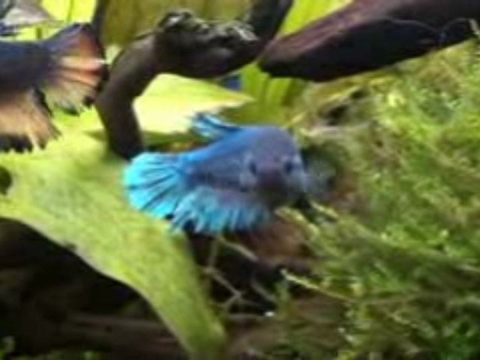 Betta splendens,plakat Armaggedon, et femelle BA.