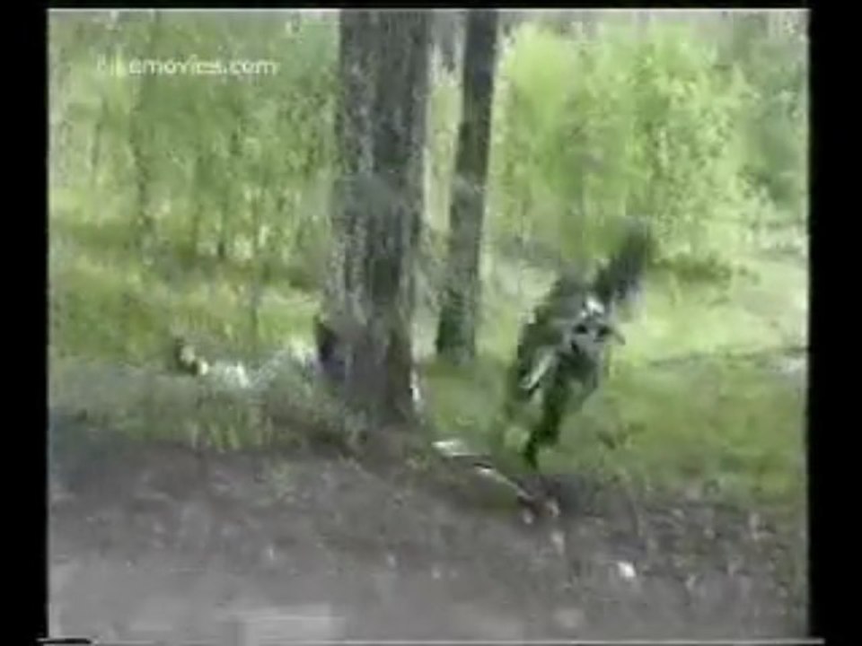 MOTORCYCLE  CRASHES INTO A TREE