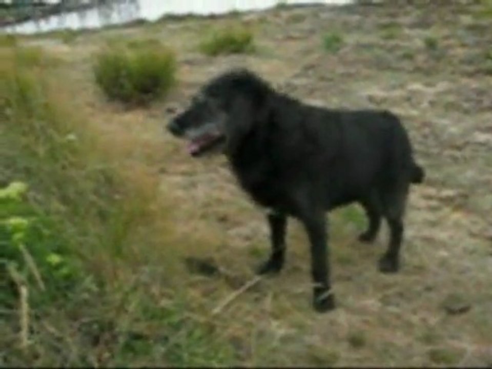 Lallie2004