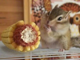 Qui osera battre le record de Noisette ? (13 grains)