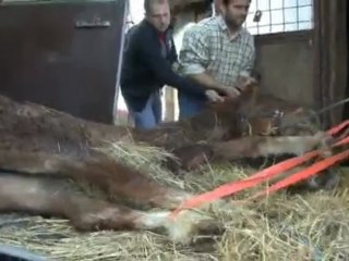 Csillag a 2,5 éves kanca tragédiája :(