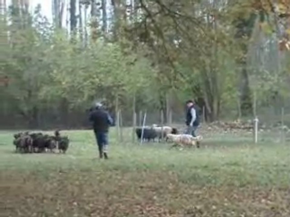 Ever Troupeau 2009-2