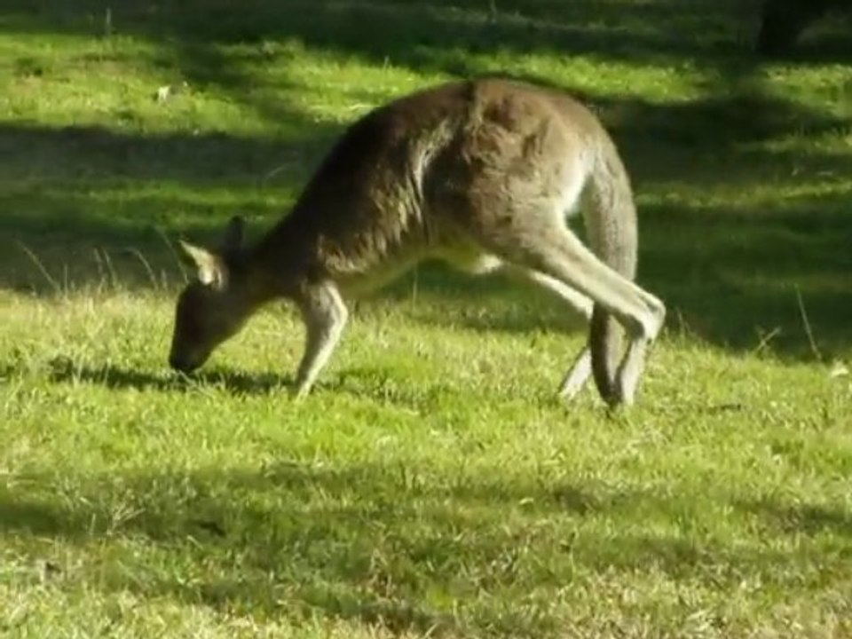 Kangury