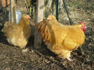 Aperçu de mes volailles