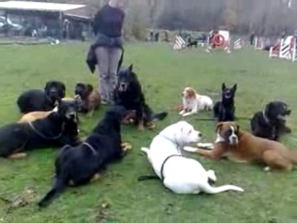Cassius Cours de socialisation
