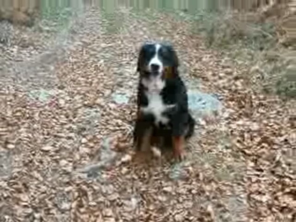 Freedom - video04