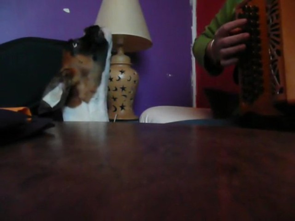 Eole chante... boxer de 5 mois