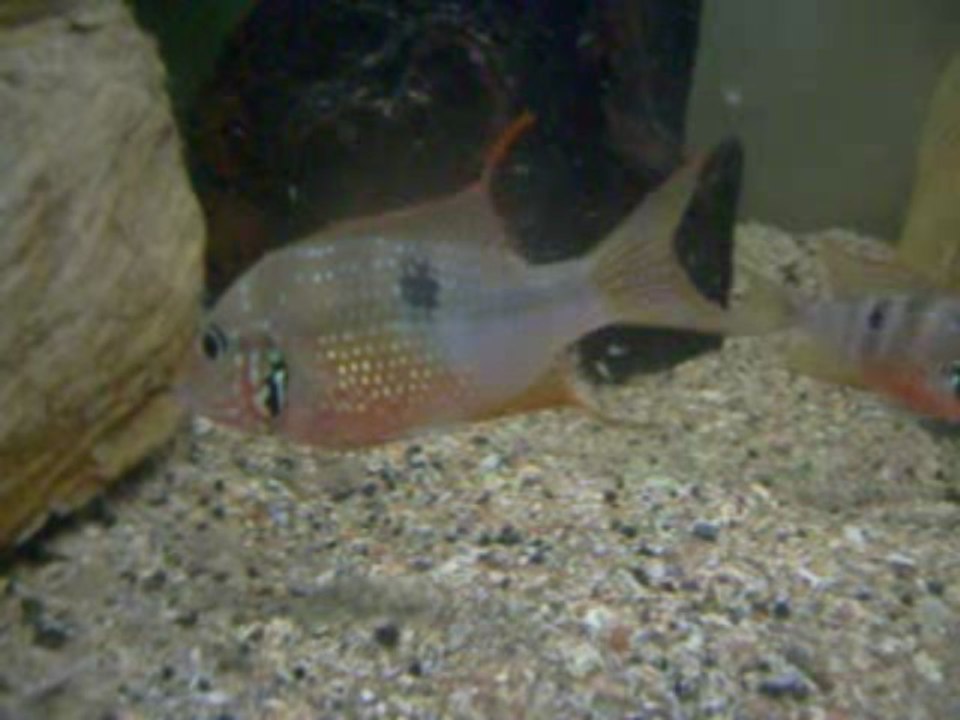 Thorichthys maculipinnis