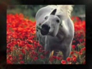 cutting horse training