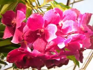 RUBYX - Dance Flow. (for my Vfhctkbyf)