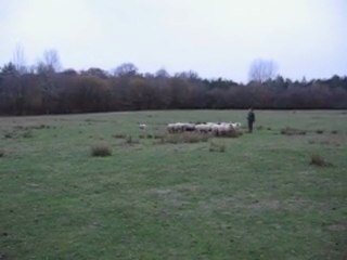 Coco, entrainement du 21/11 - 01