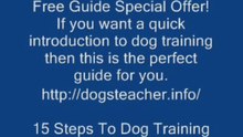 15 Steps To Dog Training