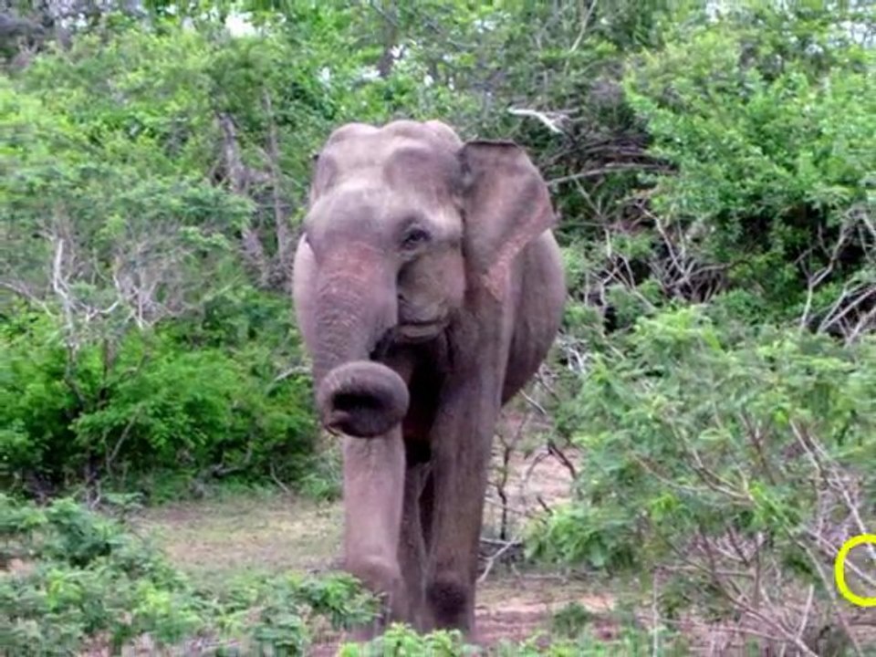 Sri Lanka - Yala (National Park)