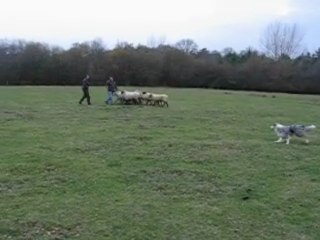 Coco, entrainement du 21/11 - 3