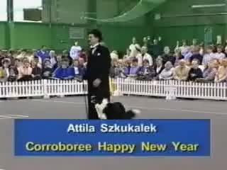 Concours Maitre Chien