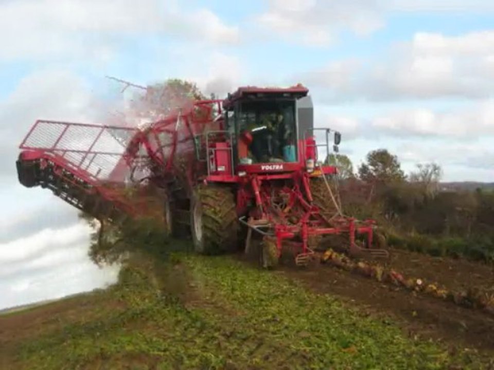 Herens à l'Arrachage de Betteraves 09