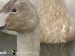 Cygnus cygnus
