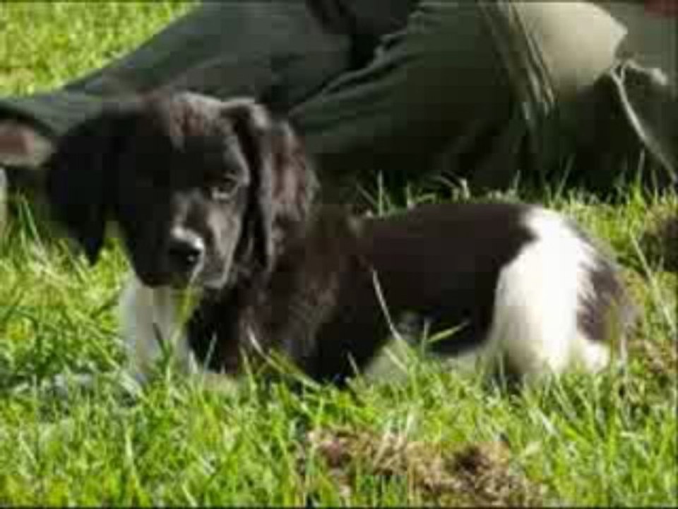 Chiots epagneul breton