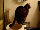 FUNNIEST KITTIES My Toliet Train Cat   Funny Part 3