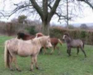 Destiny's Enjoy Kool welsh A