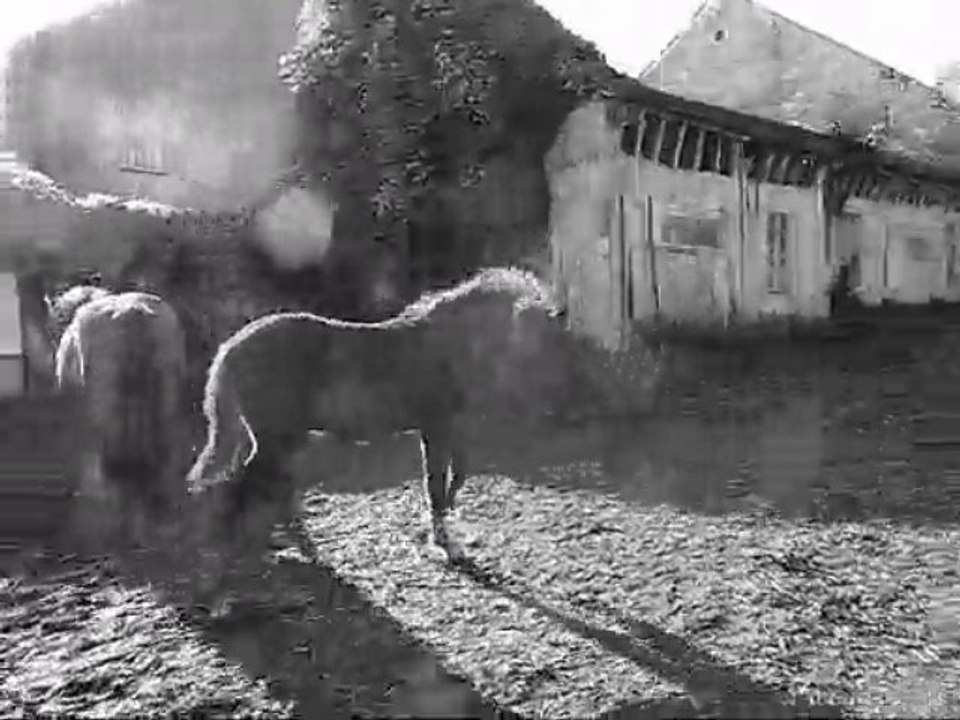 les poulains avant sevrage