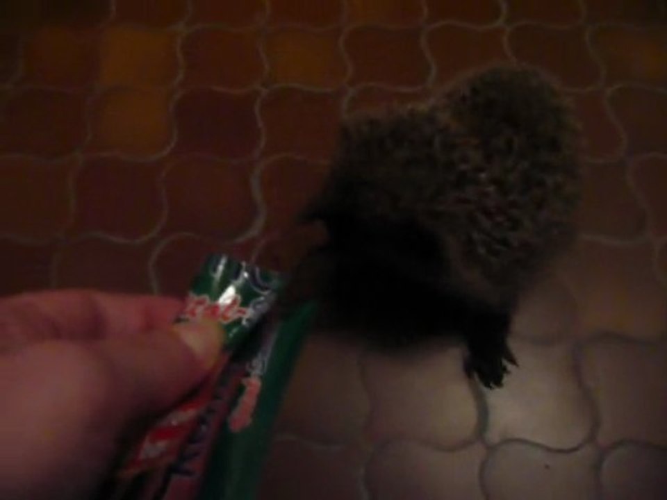 Tutile mon hérisson!!!