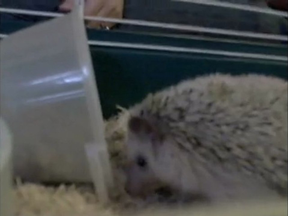 ZEPHYR (the Cat) VS. SONIC (the Hedgehog)
