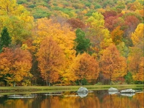 Людмила Антонюк