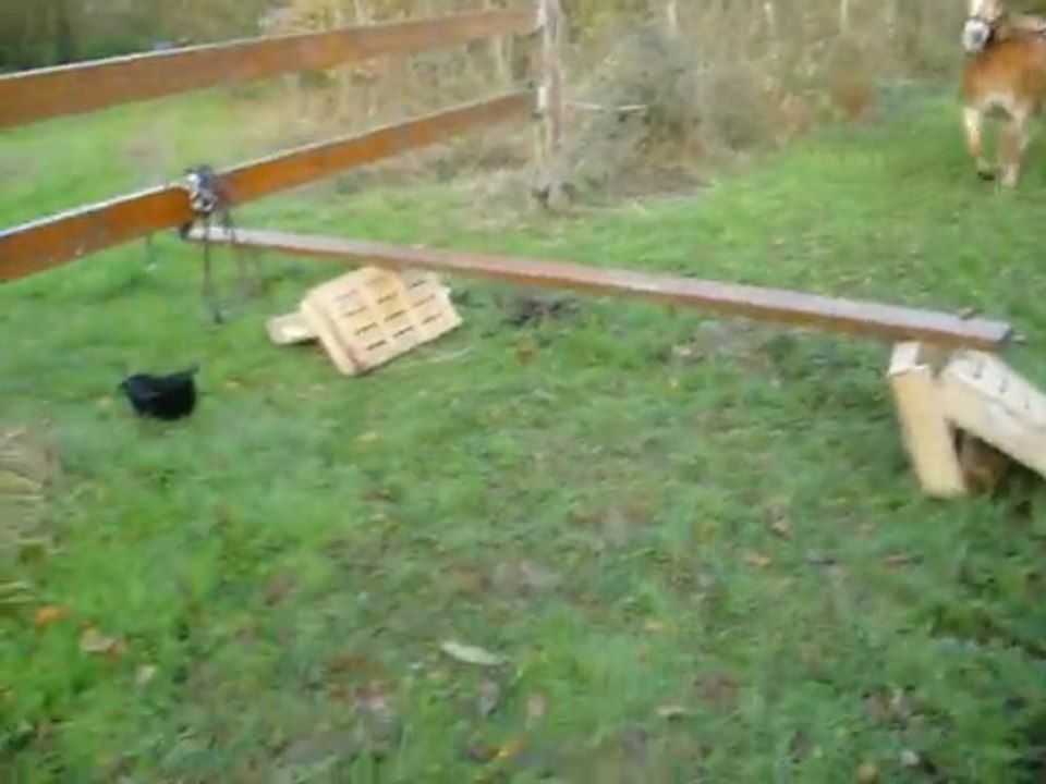 GELINOTTE TRAVAILLE A PIEDS