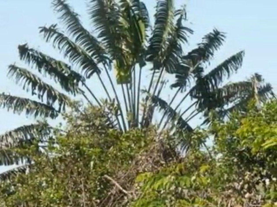 Malok'ila (Feo Gasy)