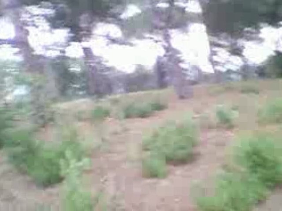 Airsoft DNA (3) 22/11/09