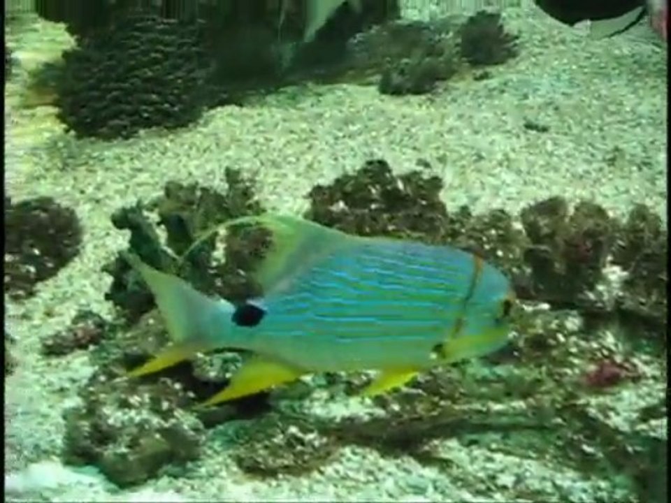 Aquarium de Vannes 2008