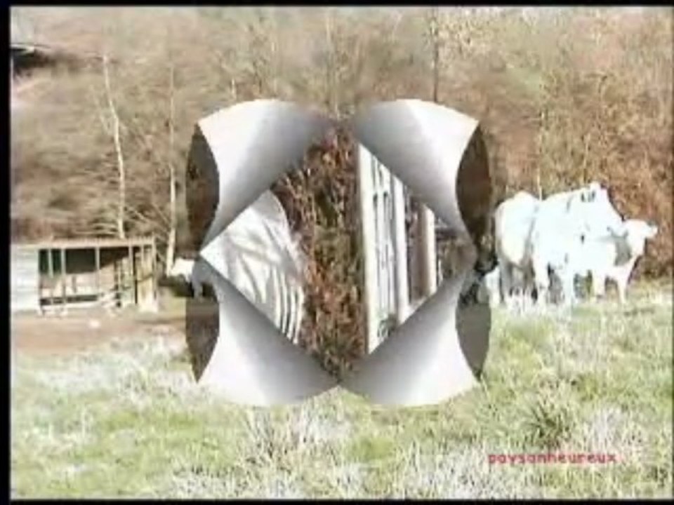 orge et vaches