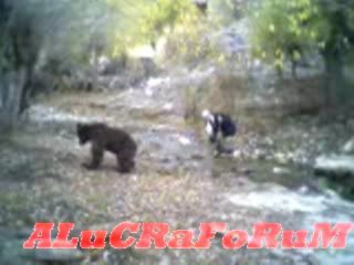 ALUCRA DOLUDERE KÖYÜNDE AYI KÖYE İNDİ