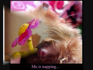 FurryTalk #4---v090-401---Surprize