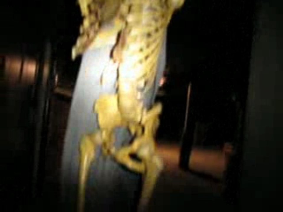 Encore un squelette!