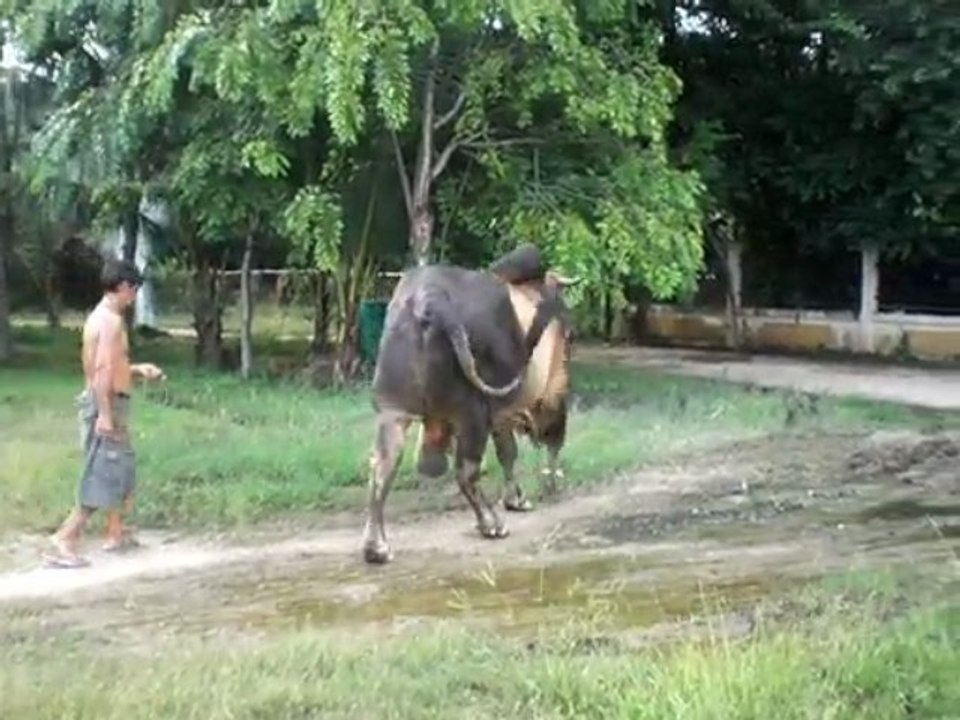 TEPTRAN,Indubrazil
