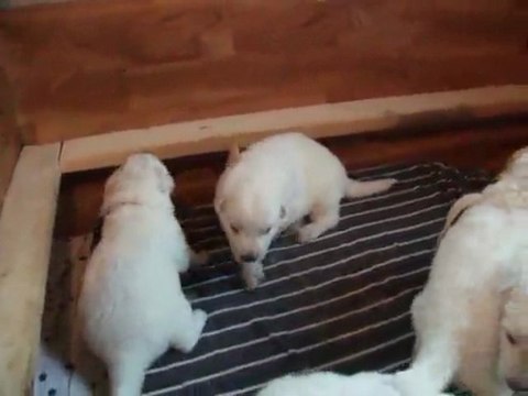 Portée 2009 - Les chiots ont 2 semaines et demi