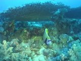 Vidéo sous-marine - Egypte - Croisière Saint John's 2009